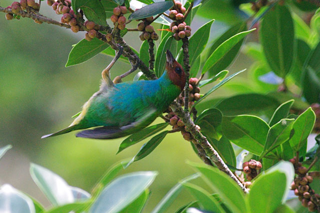 Bay-headed-Tanager