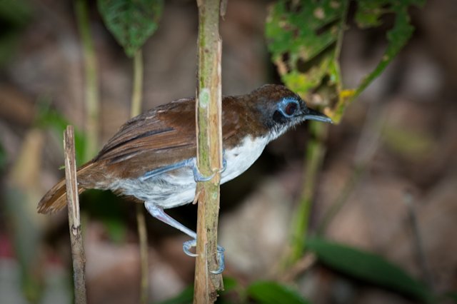 Bicoloured Antbird