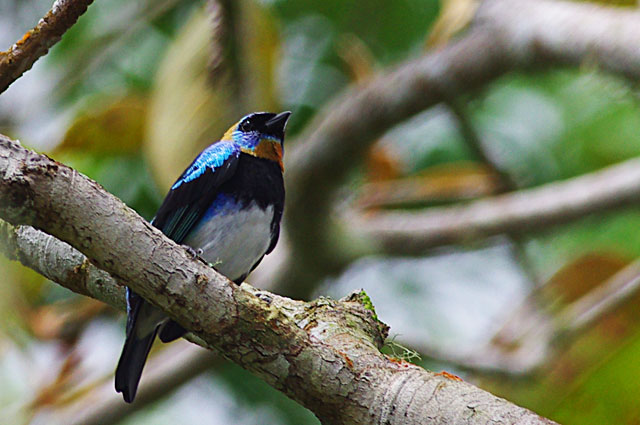 Golden Hooded Tanager