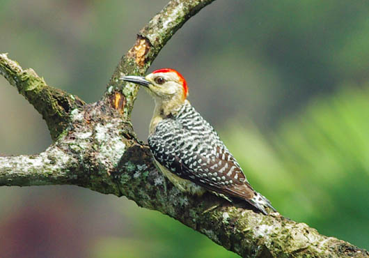 Red Crowned Woodpecker